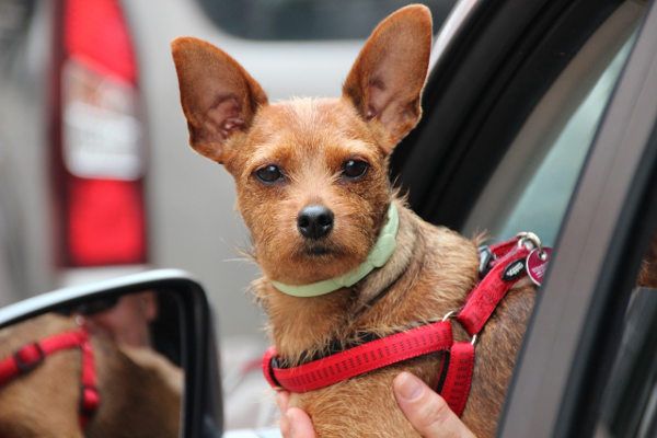 Blessing of the Animals Sunday, 10/8 at 1:30 PM