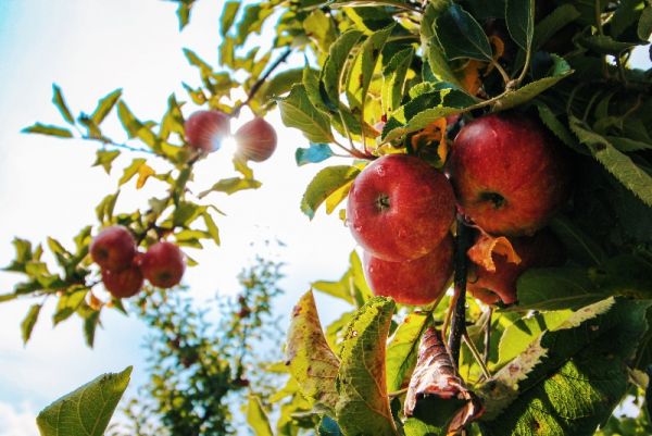 How to Prune and Care for Your Fruit Trees with Pieter Severynen