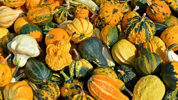 Autumn Harvest Cooking Class October 13