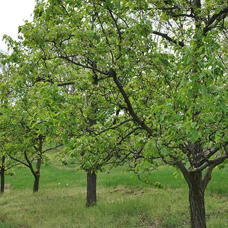 Fruit Tree Pruning Workshop September 10
