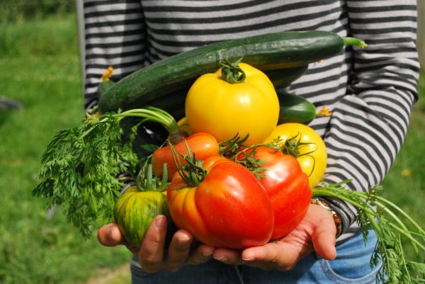 Is Your Vegetable Garden Water-Wise?
