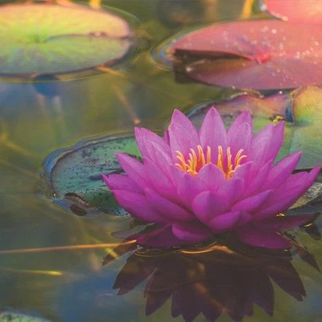Yoga Therapy for Women in Midlife with Amy Wheeler - 9/24/16 from 12 noon - 3 PM